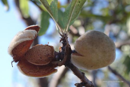 Frische Mandeln, direkt vom Baum